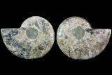 Cut & Polished Ammonite Fossil - Agatized #91160-1